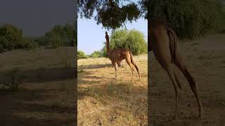 Camel family / desert camel people / camel desert  #animals