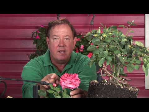 Growing Roses : How to Make Black Roses Growing Roses : How to Make Black Roses