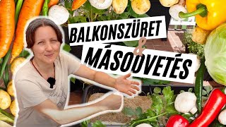 Balkonkertészet - szüret 👨‍🌾   és másodvetés Július I  Kreatív Farmer