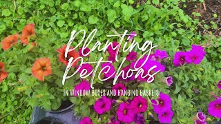 Planting Petchoas in Fall Window Boxes and Hanging Baskets