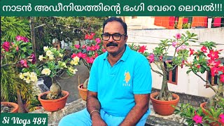 നാടൻ ഇനങ്ങളുടെ ഭംഗിയും ഗുണങ്ങളും ഒന്ന് വേറെ തന്നെയാണ് // Country adenium Vs Hybrid adenium