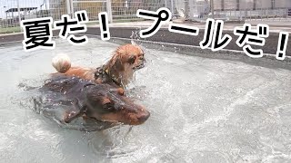 生まれて初めてのプールで本能で泳ぎだすペキチワ【犬多頭飼い】【ミニチュアダックスフンド】【ペキニーズチワワmix】