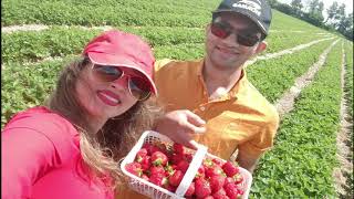 কানাডায় স্ট্রবেরি বাগান দেখতে যাচ্ছি | Strawberry Picking in Canada | #mycanada #মাইকানাডা