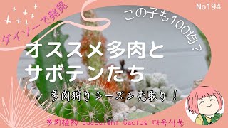 194【多肉植物】ダイソーで見つけたおすすめ多肉🌵ユニークなサボテン