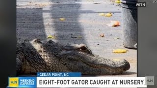 Check it out: a 200 lb gator on the loose!