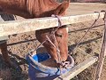 食事中のマチカネフクキタル