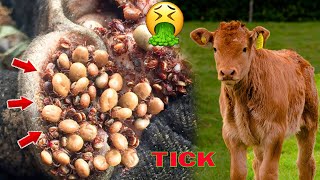 Removing All Ticks From Dog - The poor calf was attacked by blood-sucking ticks; I dealt with them