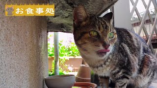 ちょっとしかなかった。　野良猫アメショちゃん　Stray cat　Restaurant