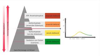 Energiebereitstellung - Sporttheorie