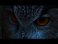 THE EAGLE OWL : THE LORD OF THE NIGHT