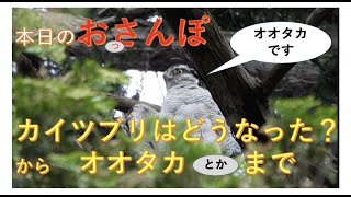 カイツブリはどうなった？からオオタカとか・本日のおっさんぽ