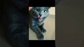 Horror cat sound || angry cat sound || #shorts #catsounds #youtube #youtubeshorts
