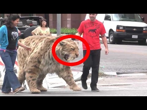 Extinct And STILL ALIVE Saber Tooth Animals! Extinct And STILL ALIVE Saber Tooth Animals!