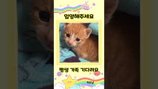 그렇게 눈 똥그랗게 쳐다보면 심장이 아프다옹 (아깽이 치즈냥)