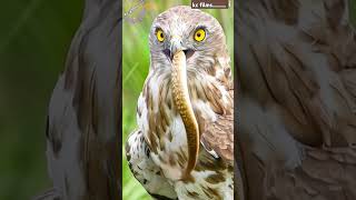 Owl Hunts and Eats Snake: Rare Wildlife Moment # snake short video# cobra short # youtube short