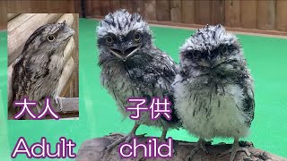 オーストラリアガマグチヨタカの雛、スクスク成長中　　Tawny frogmouth chicks growing