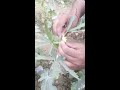 hybrid seed production in okra crop