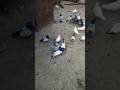 bimari se kabotar bachao #kabootarbazi #pigeon #trending #short #kyarishkadripigeon #kabutar