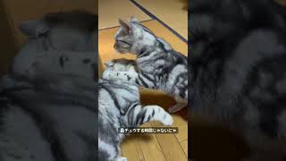 メス猫は強い#アメショ#アメリカンショートヘア#cat#cats#猫のいる暮らし#猫のいる生活