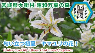 インゲン散歩'24 宮城県大衡村昭和万葉の森４K　匂い立つ初夏　ヤマユリの花　2024.7.12(Golden-rayed lily's flowers had a sweet fragrance.)