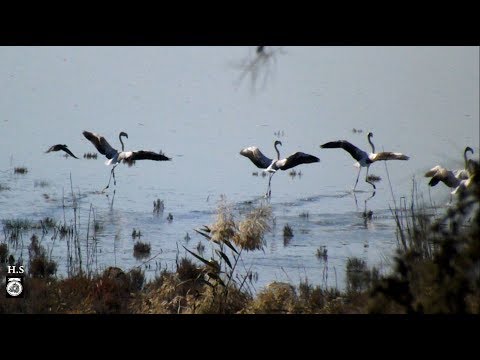 Filming some Flamingo in a lac Filming some Flamingo in a lac