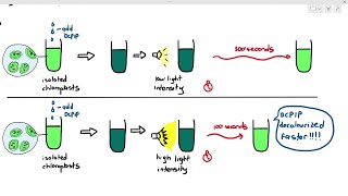 13-9 Using Redox Indicators to Measure Photosynthesis Rate (Cambridge AS A Level Biology, 9700)