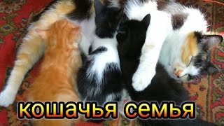 Cat Nastya and her three kittens ✅Кошачья семья ✅Кошка 🐱Настя и её три лапочки-дочки 🐈🐈🐈✅