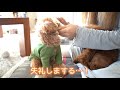 多頭飼いの朝、う○ち祭りです。