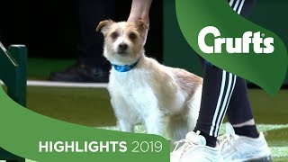 Crowd Favourite Olly The Rescue Dog Returns To The Crufts Stage | Crufts 2019