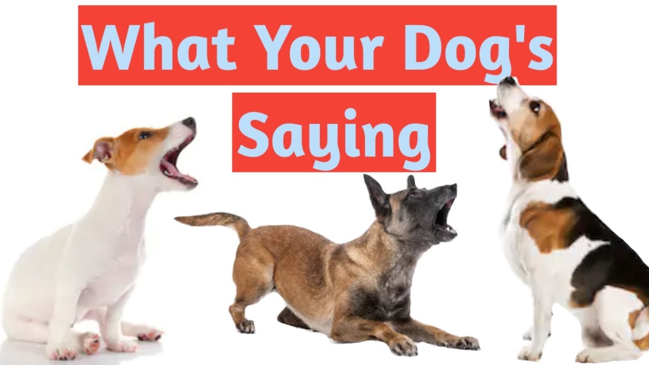 What Is My Dog Saying When He Barks – Dog Barking Explained By Science ...