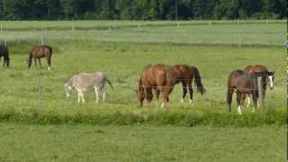 Quelques chevaux et un âne 2