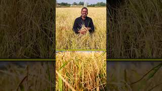 Delhi బాస్మతి వరి చూడండి #basmatirice #paddy #farming #agriculture