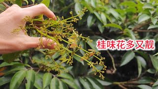 Sweet-scented osmanthus flowers very beautiful and more   桂味花穗很靚又多，豐產不豐收，10元3公斤？