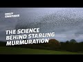 Why Do Starlings Flock in Murmurations?