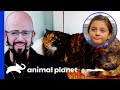 Traumatized Cat Won't Stop Attacking 14 Year-Old | My Cat From Hell
