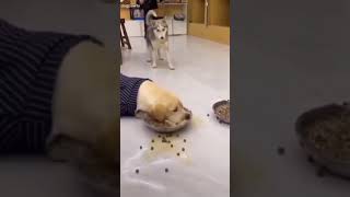 #husky and #Labrador eating food funny videos