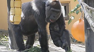 [Gorilla's 1-minute video #258] Mama's arms and back are all moving 💗Kintaro [Kyoto City Zoo]