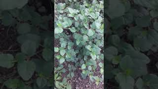 पुर्ननवाPink flower punarnava veli||red spiderling or tarvine plant in India