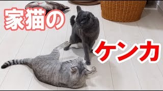 家猫2匹の激しいケンカ…すぐに仲直り！