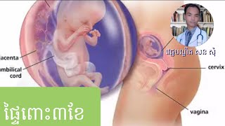 ផ្ទៃពោះ៣ខែ three month pregnancy by Dr Som