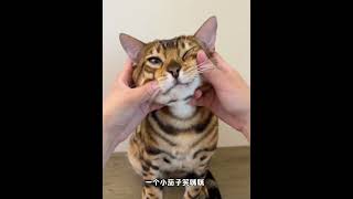 一只小猫笑眯眯#孟加拉豹猫  #cat #cute #funny #pets #cutecat #animals