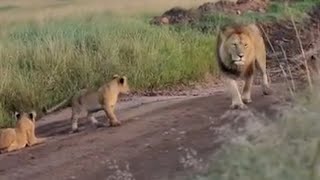 Orkirikoi Male Lion with Cubs | Salas Pride | Masaimara | 13 May 2024