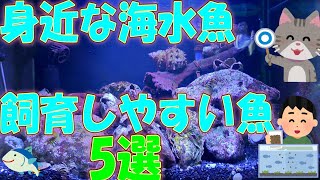 【海水魚飼育】10ヵ月経過で見えてきた潮だまりで捕まえた飼育しやすい魚5選