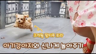 아기강아지 놀아주기/아기강아지 놀아주는법(feat.강아지 신나게 하는법)