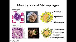 Immunology Lecture 4: Inflammatory Response