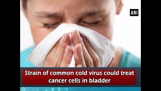 Strain of common cold virus could treat cancer cells in bladder