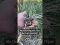 love garden garlic but hate peeling the stuff ￼ garden eatwhatyougrow garlic