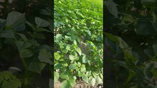 Potato Field #village #shorts #youtubeshorts #love #trending #short #potato #harvesting #villagelife