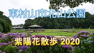 東村山市北山公園 紫陽花散歩 2020