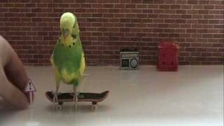 Trieste Visier's 5 step beginers course -how to train your budgies to skateboard